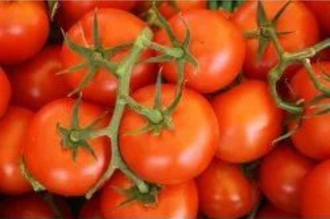 Madanapalli Tomato – native vegetable seeds for Indian home garden