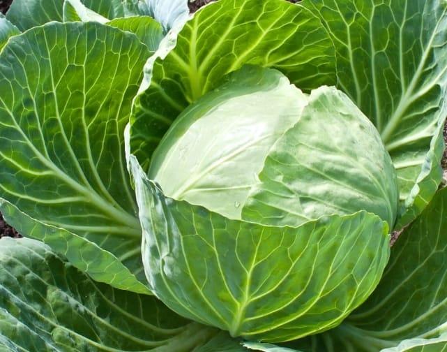 Green Cabbage – leafy vegetable seeds for home garden in India