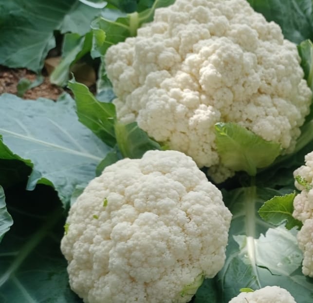 Cauliflower White – leafy vegetable seeds for home garden in India