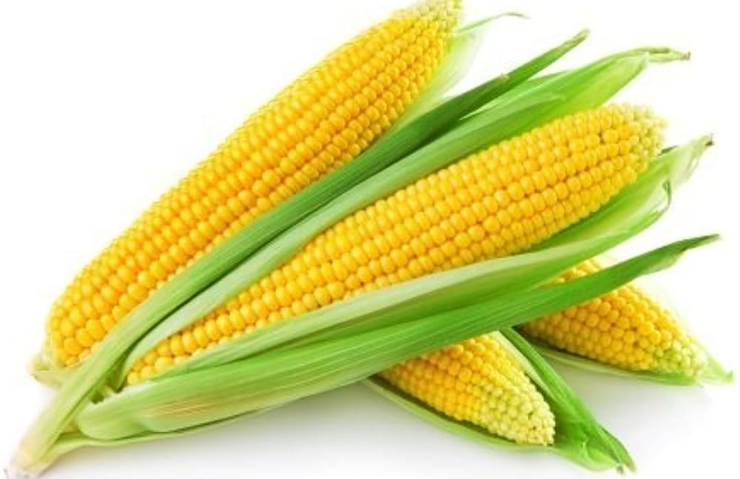 Sweet Corn – native vegetable seeds for Indian home garden