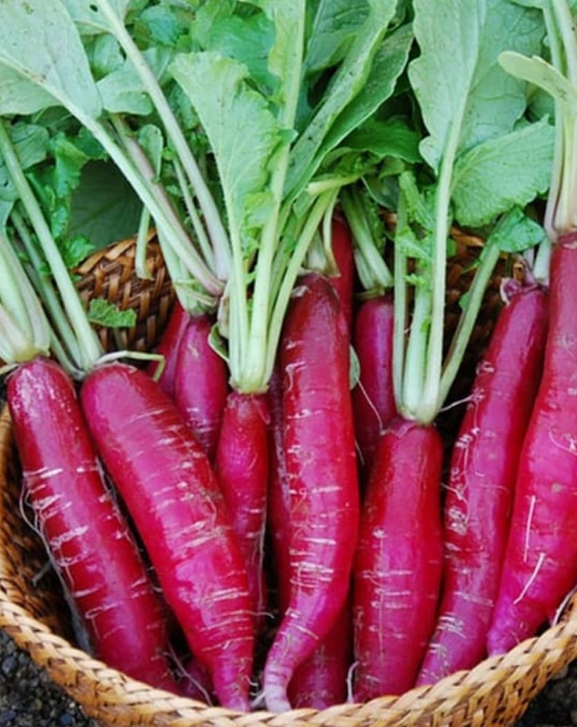 Red Radish Long – native vegetable seeds for Indian home garden