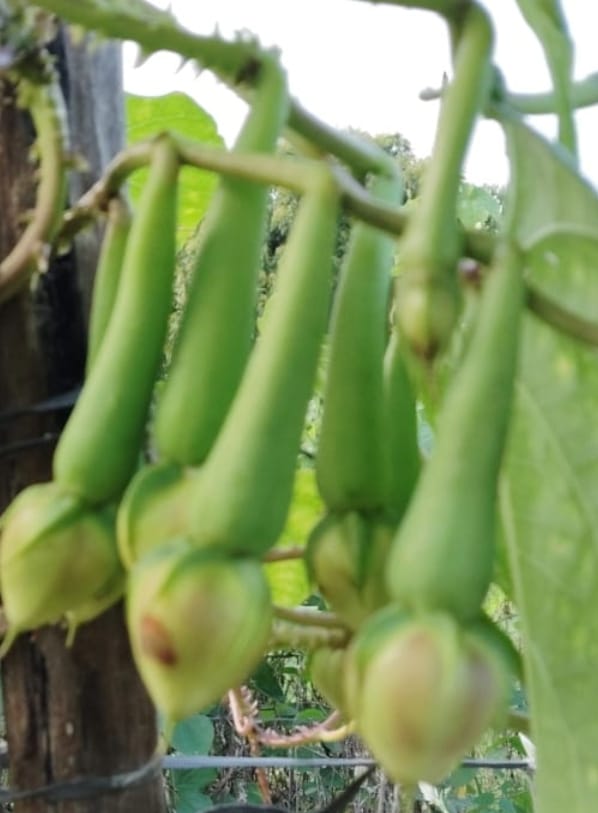 Clove Beans – native vegetable seeds for Indian home garden
