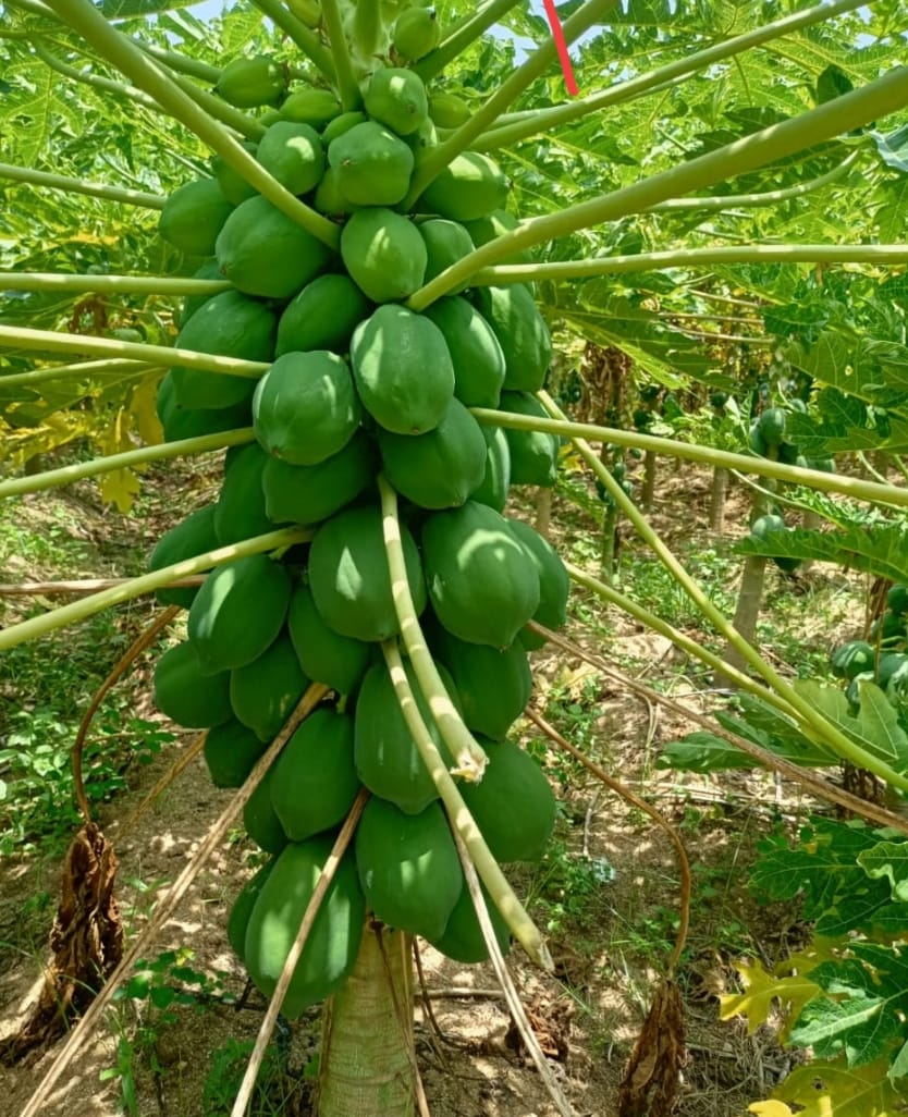 Papaya – native vegetable seeds for Indian home garden