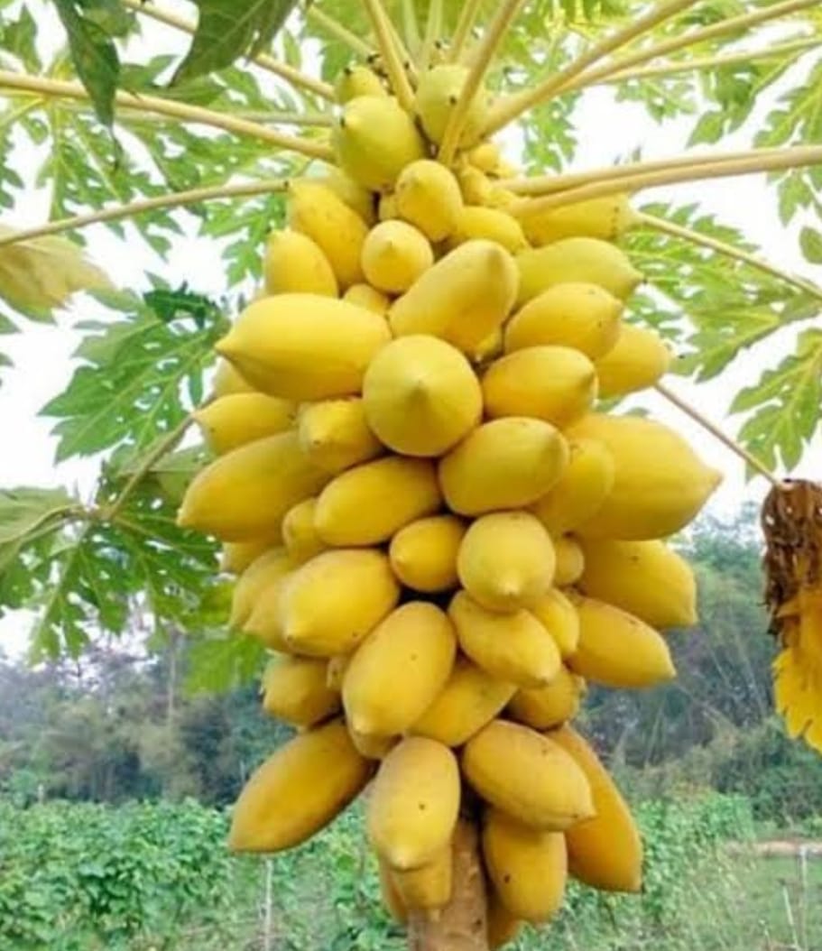 Papaya Yellow Honey Dew – native vegetable seeds for Indian home garden