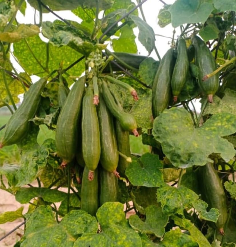 Cluster (Gutti Beera) – native vegetable seeds for Indian home garden