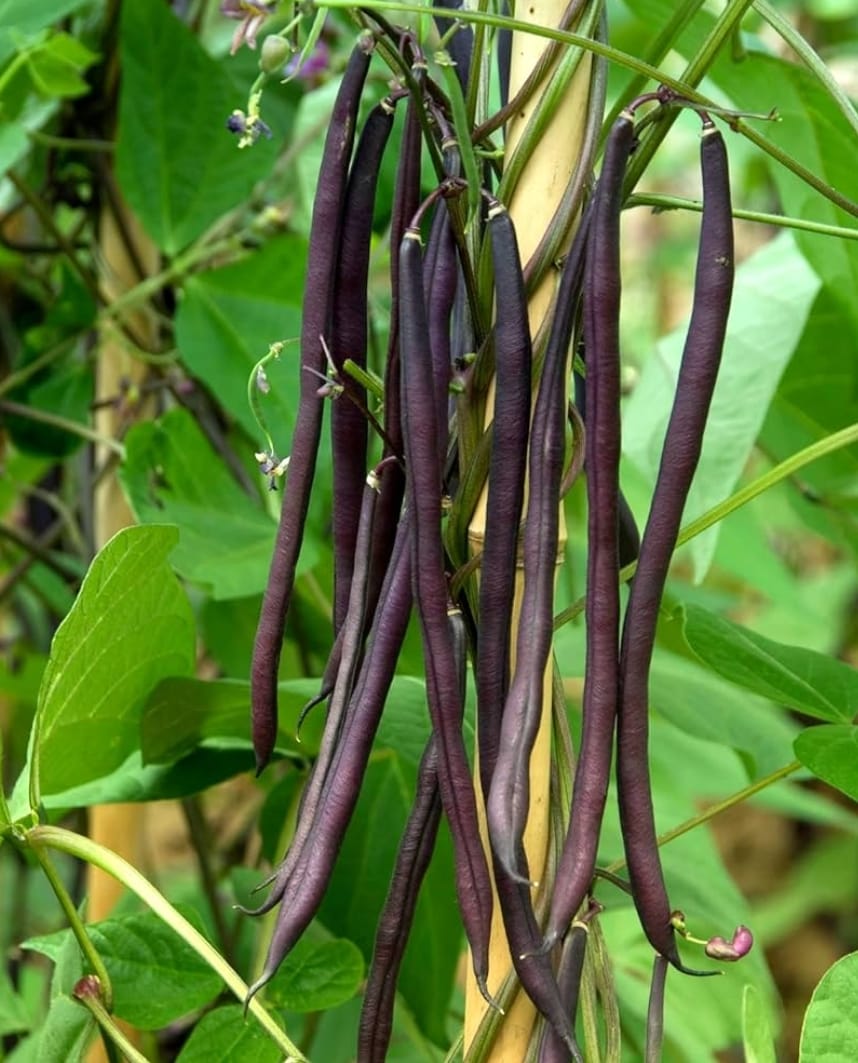 Climbing Beans Violet – native vegetable seeds for Indian home garden