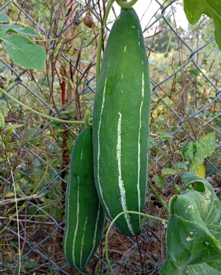 Dark Green Snake Gourd Short – exotic vegetable seeds for home garden in India