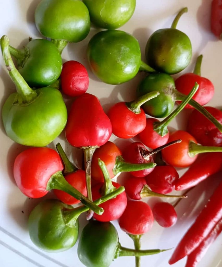 Tomato Cherry Mirchi – native vegetable seeds for Indian home garden