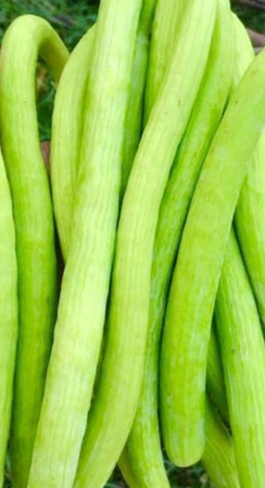 Long Millon – exotic vegetable seeds for home garden in India