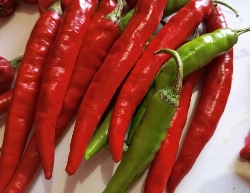Green Chilli – native vegetable seeds for Indian home garden