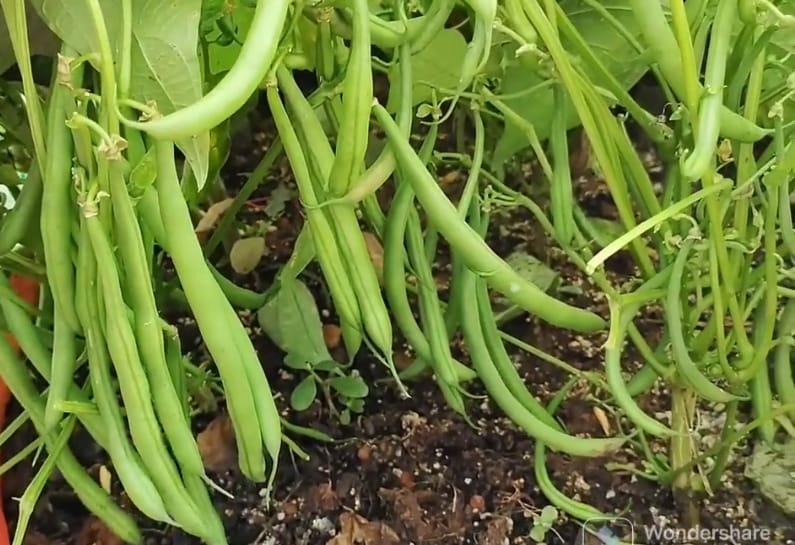 French Bush Beans – exotic vegetable seeds for home garden in India