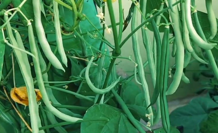 Creeper Beans High Yield – native vegetable seeds for Indian home garden