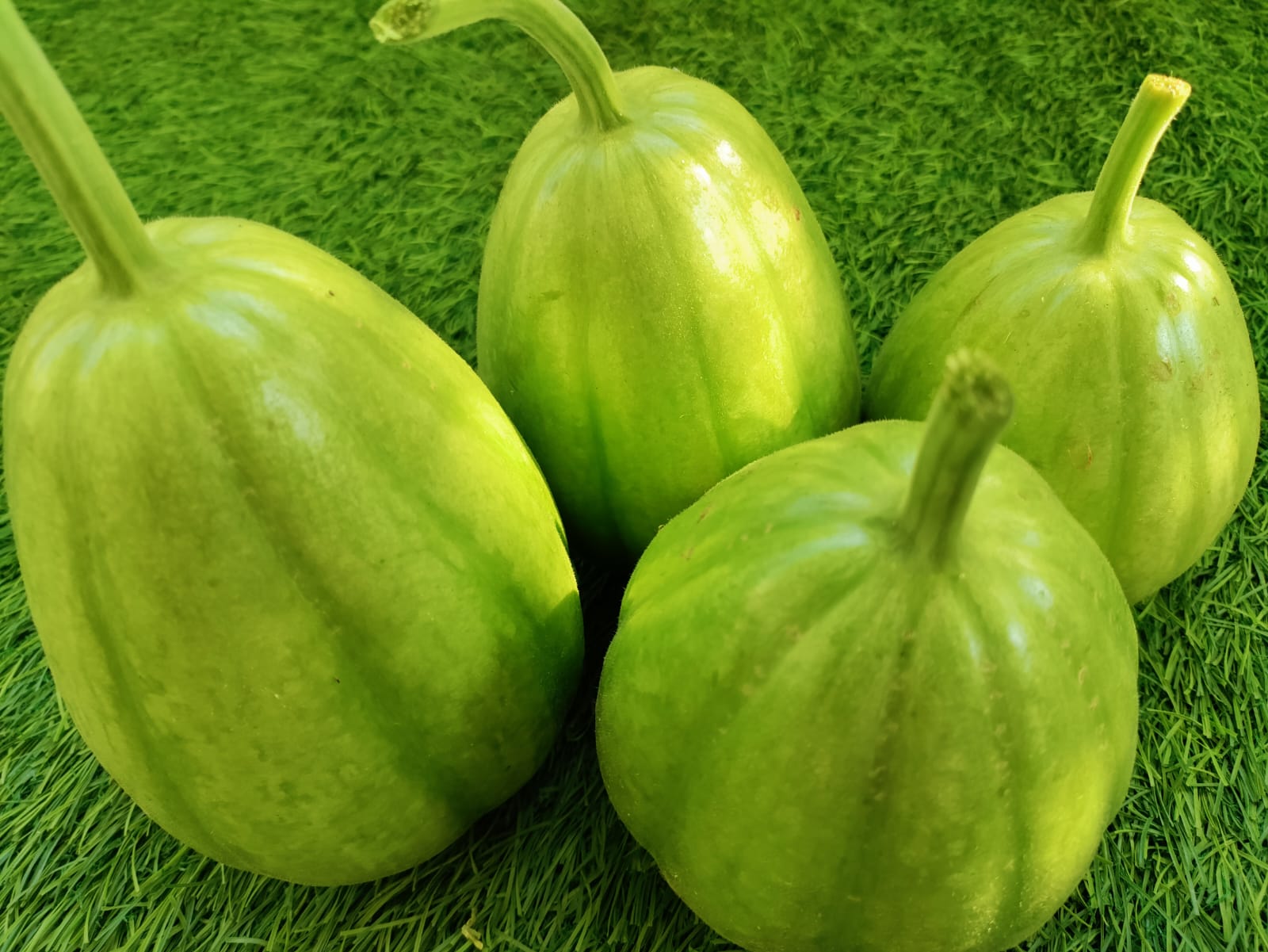 Delhi Bottle Gourd Small – native vegetable seeds for Indian home garden