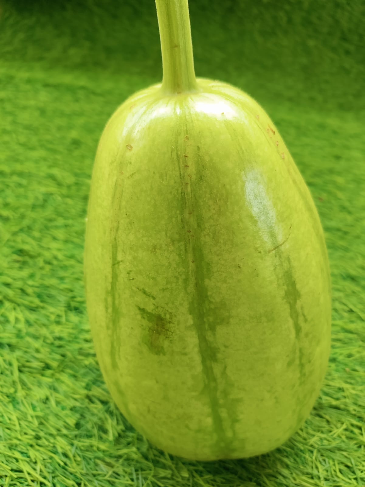 Delhi Bottle Gourd Big Size – native vegetable seeds for Indian home garden