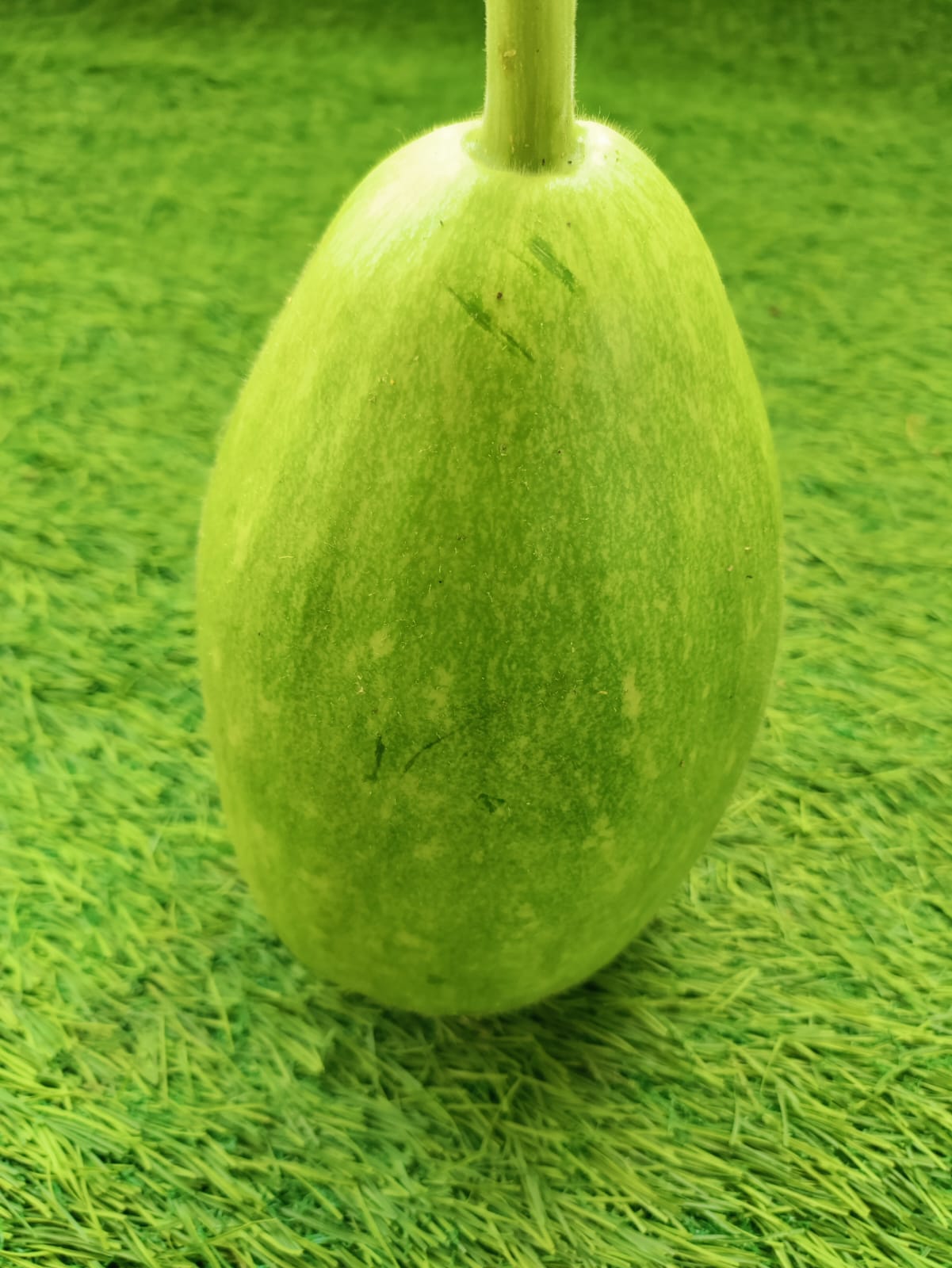 Spot Light Green Bottle Gourd Desi – native vegetable seeds for Indian home garden
