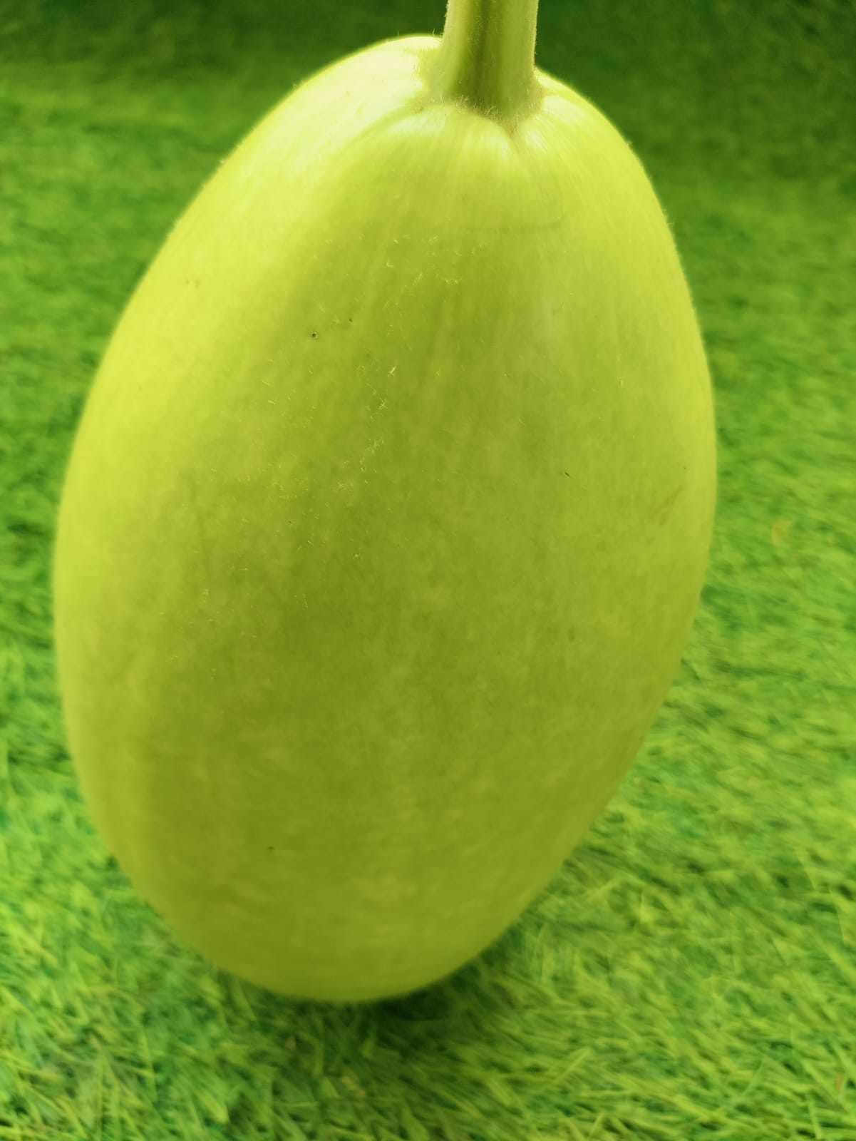 Pot Bottle Gourd Desi – native vegetable seeds for Indian home garden