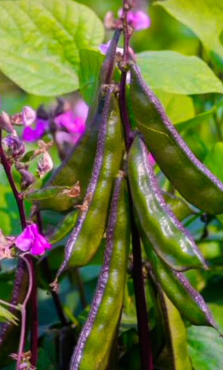 Purple Green Broad Beans – native vegetable seeds for Indian home garden