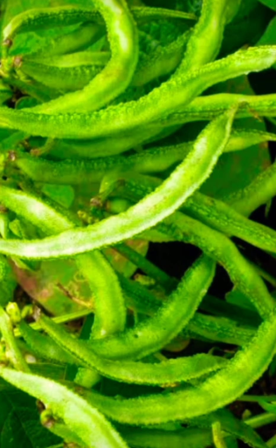 Green Long Broad Beans 365 Days – native vegetable seeds for Indian home garden