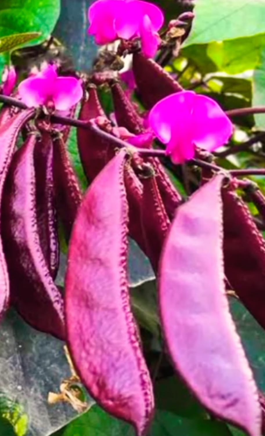 Red Broad Beans – native vegetable seeds for Indian home garden