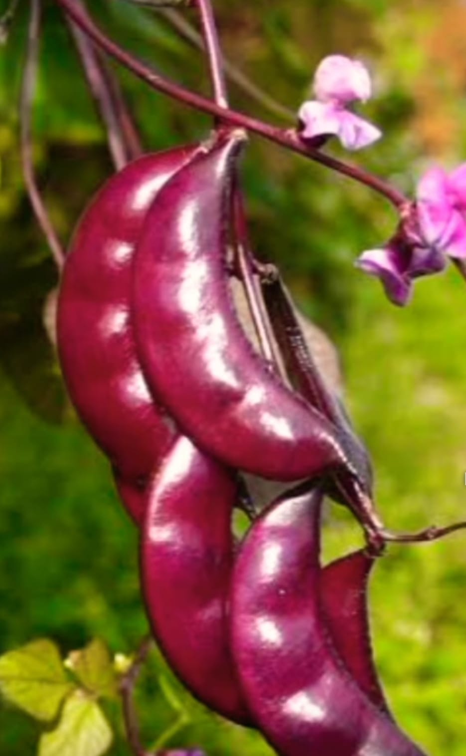 Pink Broad Beans 365 Days – native vegetable seeds for Indian home garden