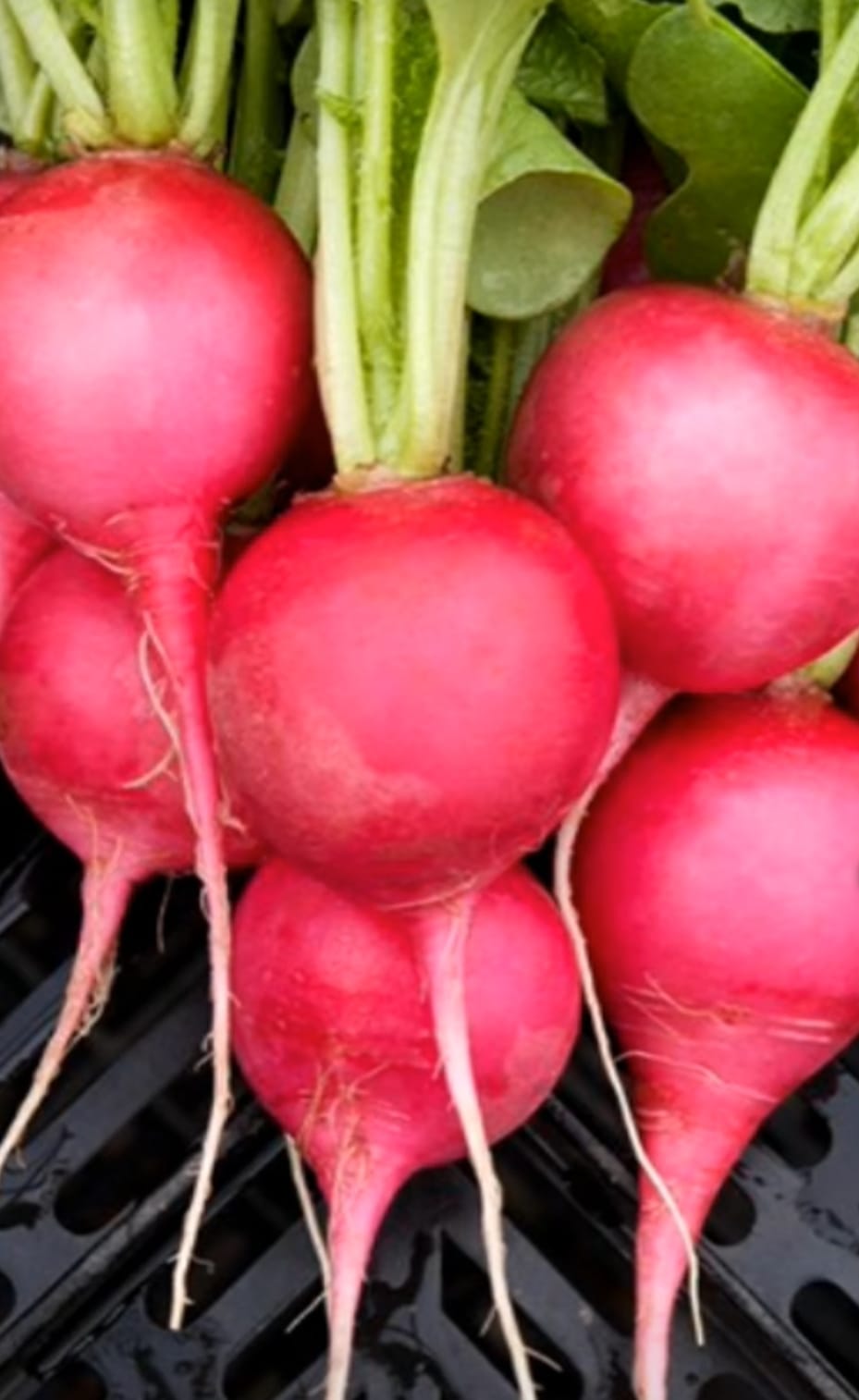 Red Radish Round – native vegetable seeds for Indian home garden