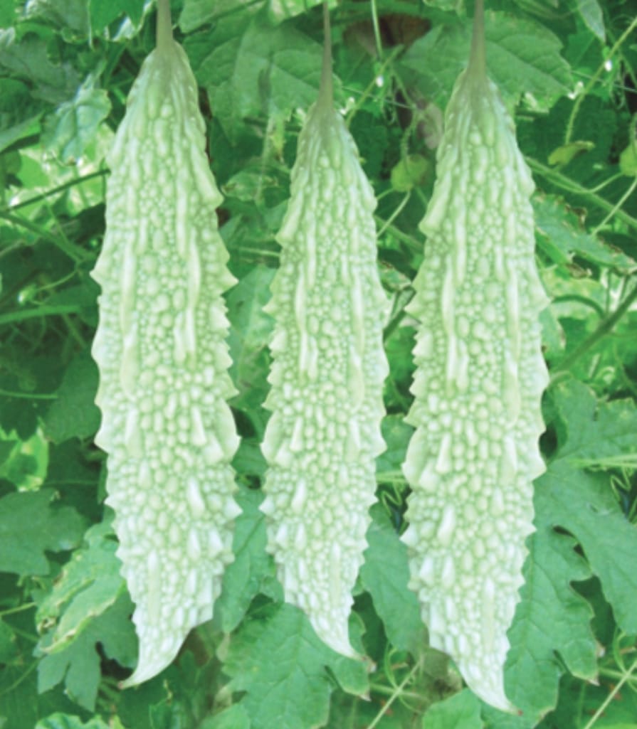 Green Long Bitter Gourd – native vegetable seeds for Indian home garden