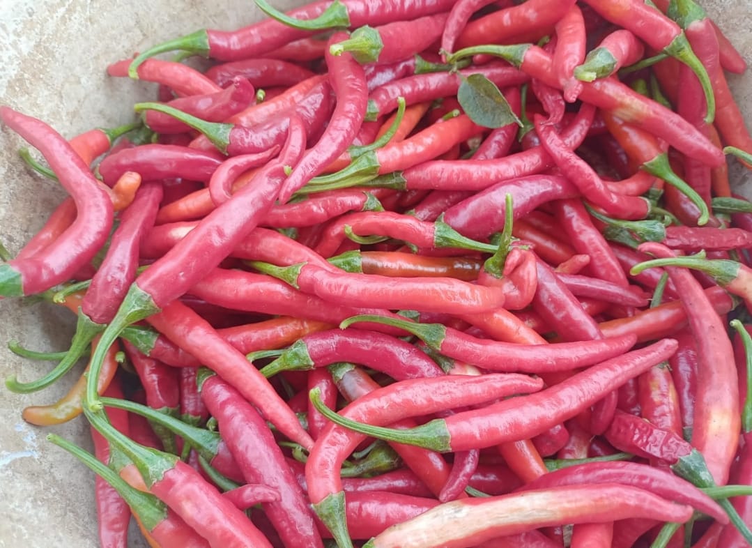 Red Chilli – native vegetable seeds for Indian home garden