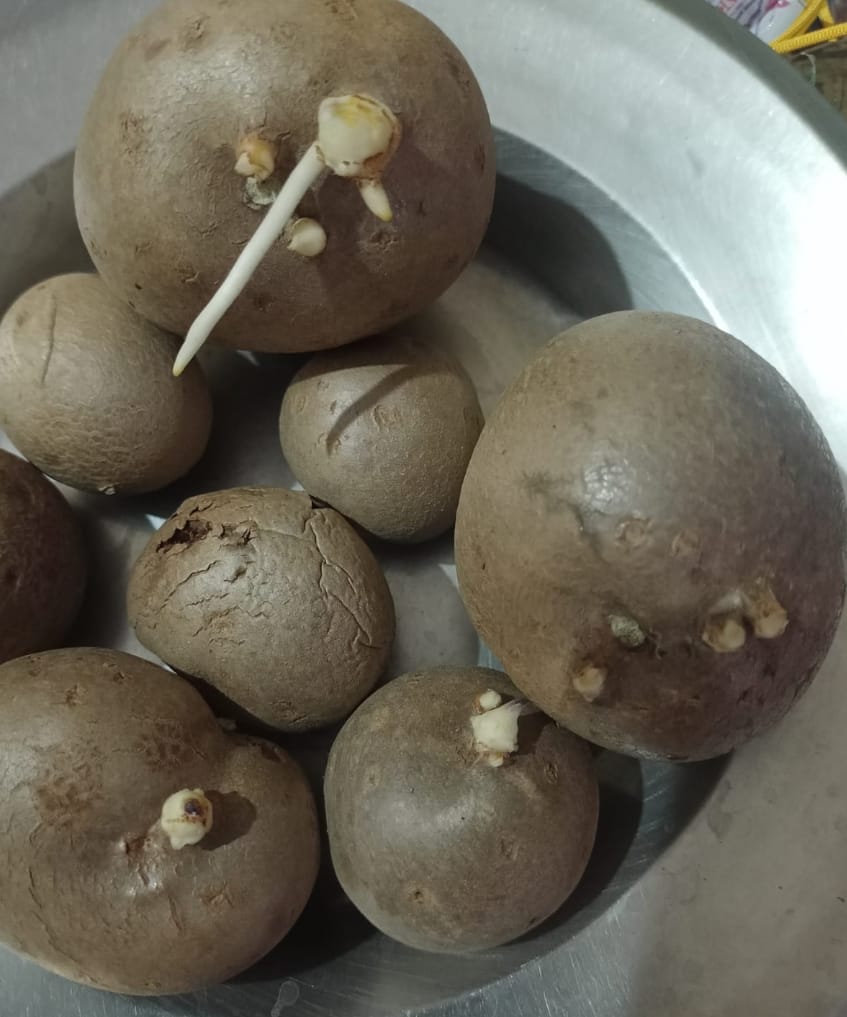 Air Potato – native vegetable seeds for Indian home garden