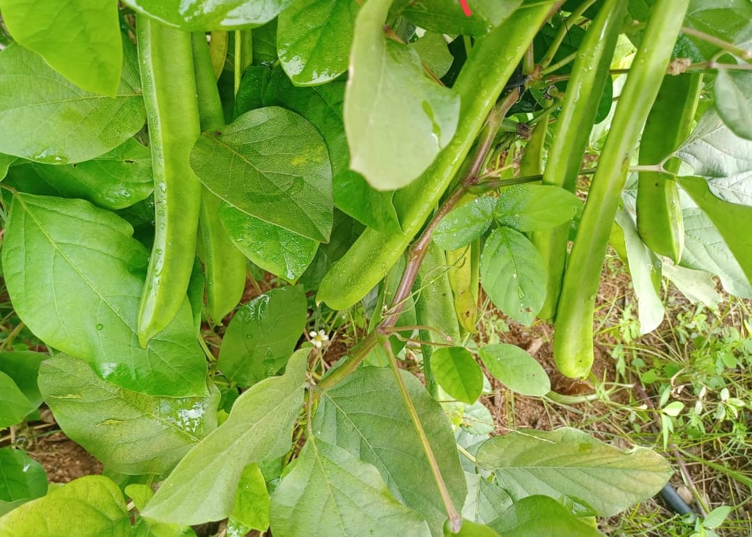Tammakayalu – native vegetable seeds for Indian home garden