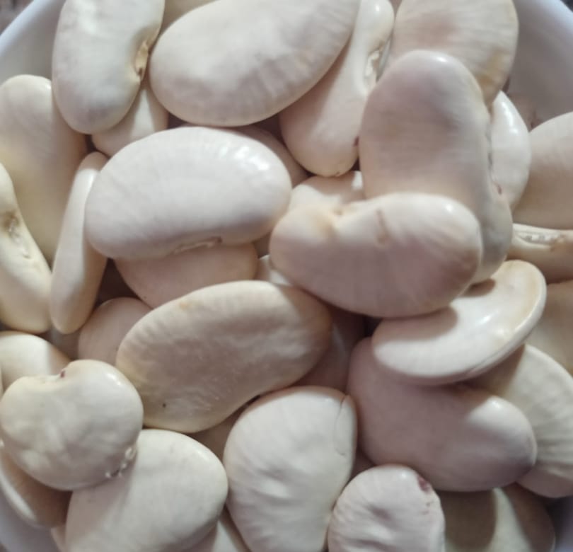 Lima Beans White – exotic vegetable seeds for home garden in India