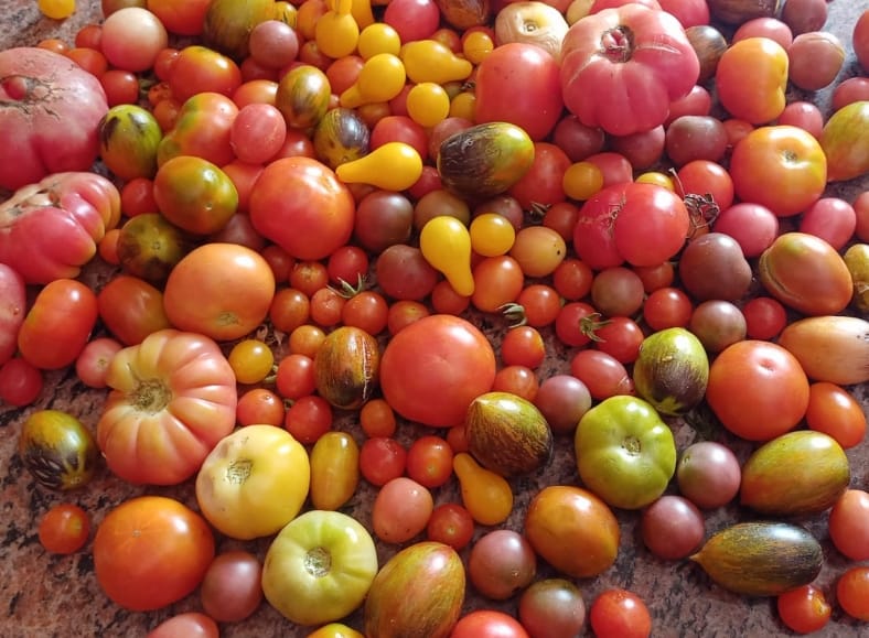 Mixed Tomato Seeds – native vegetable seeds for Indian home garden