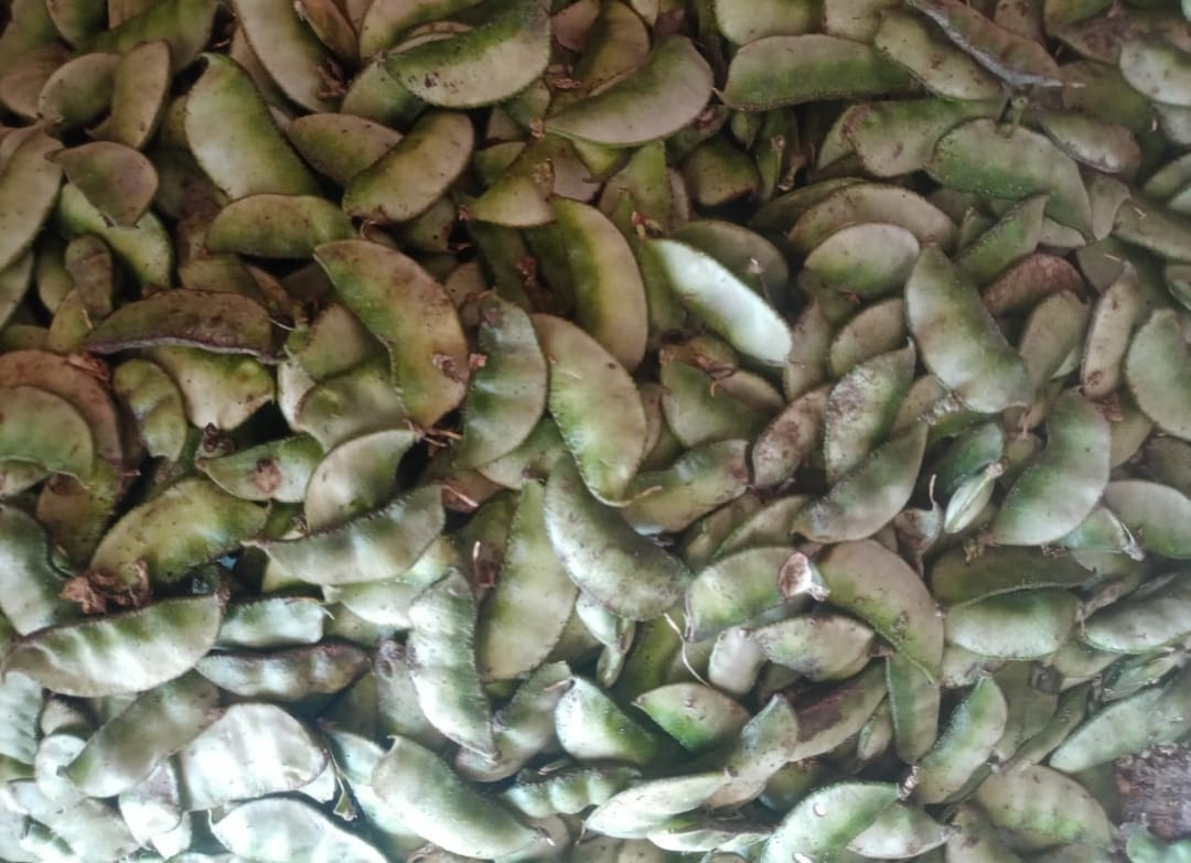 Anapakayalu – native vegetable seeds for Indian home garden