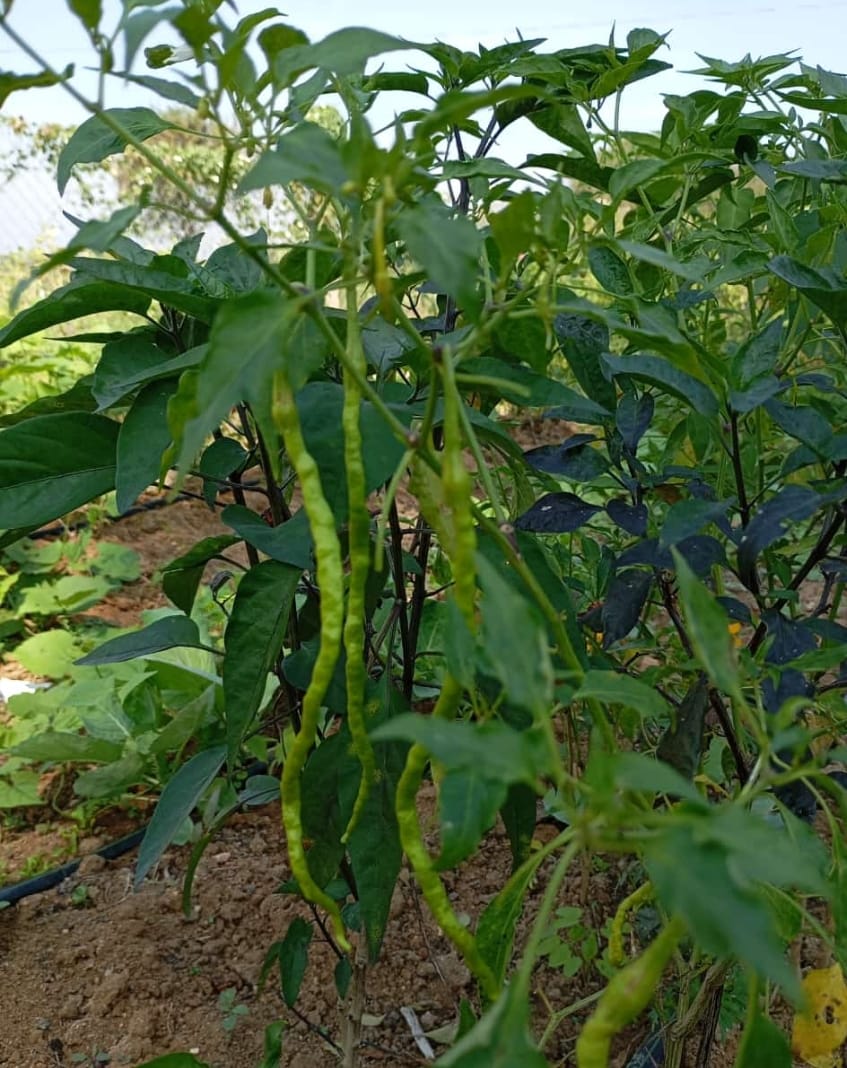 1 Feet Long Mirchi – native vegetable seeds for Indian home garden
