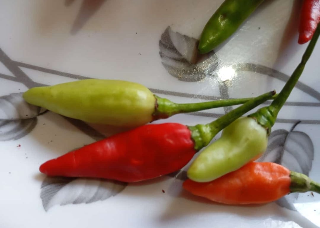 Suryamukhi Mirchi – native vegetable seeds for Indian home garden