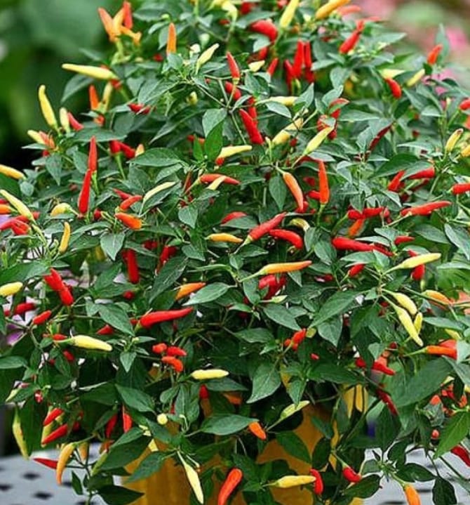 Chilli Short Red – native vegetable seeds for Indian home garden