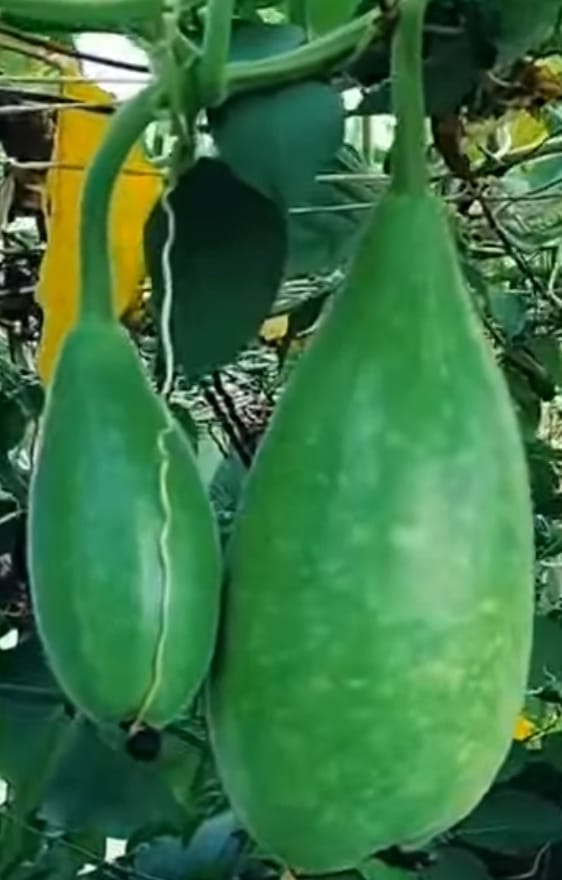 Spot Dark Green Bottle Gourd – native vegetable seeds for Indian home garden