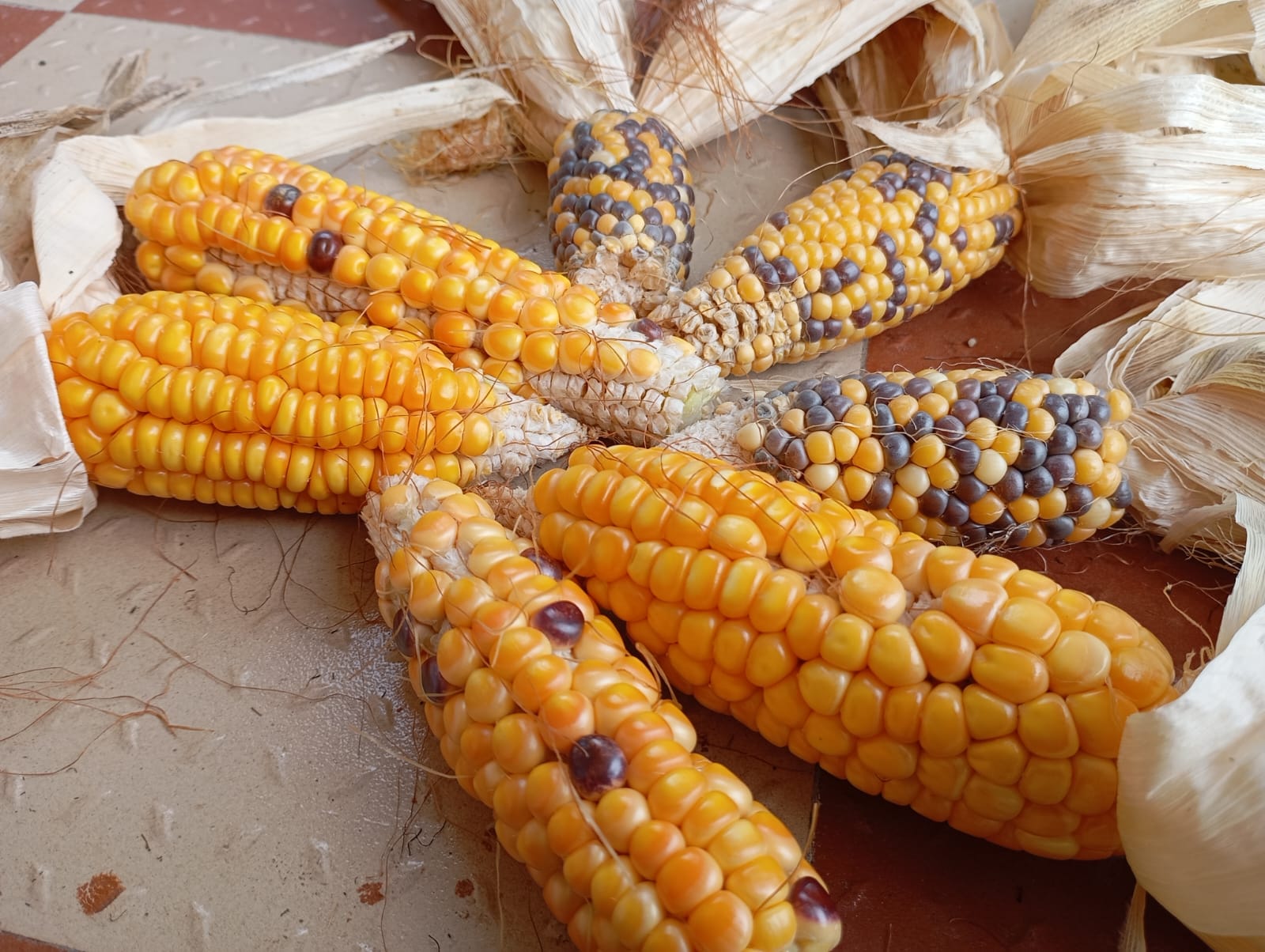 Multi Corn – exotic vegetable seeds for home garden in India