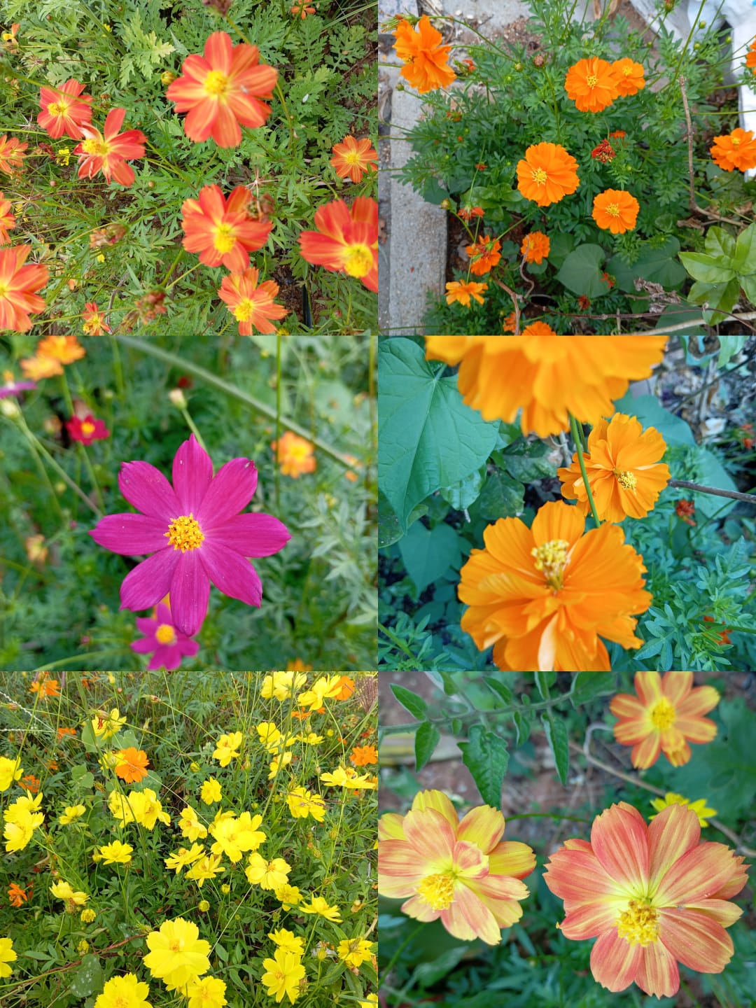 Cosmos Mix – summer flower seeds for home garden in India