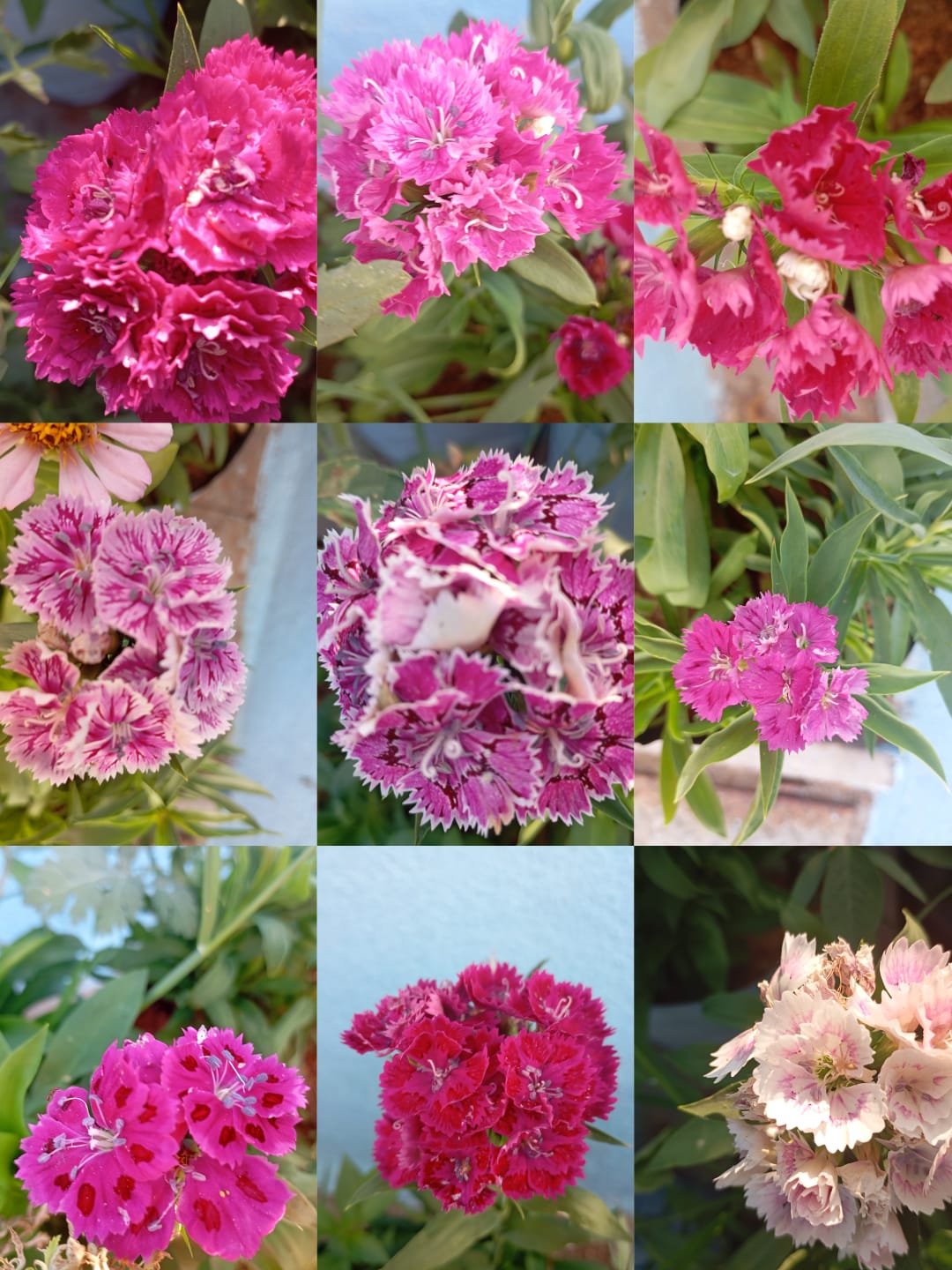 Dianthus Mix