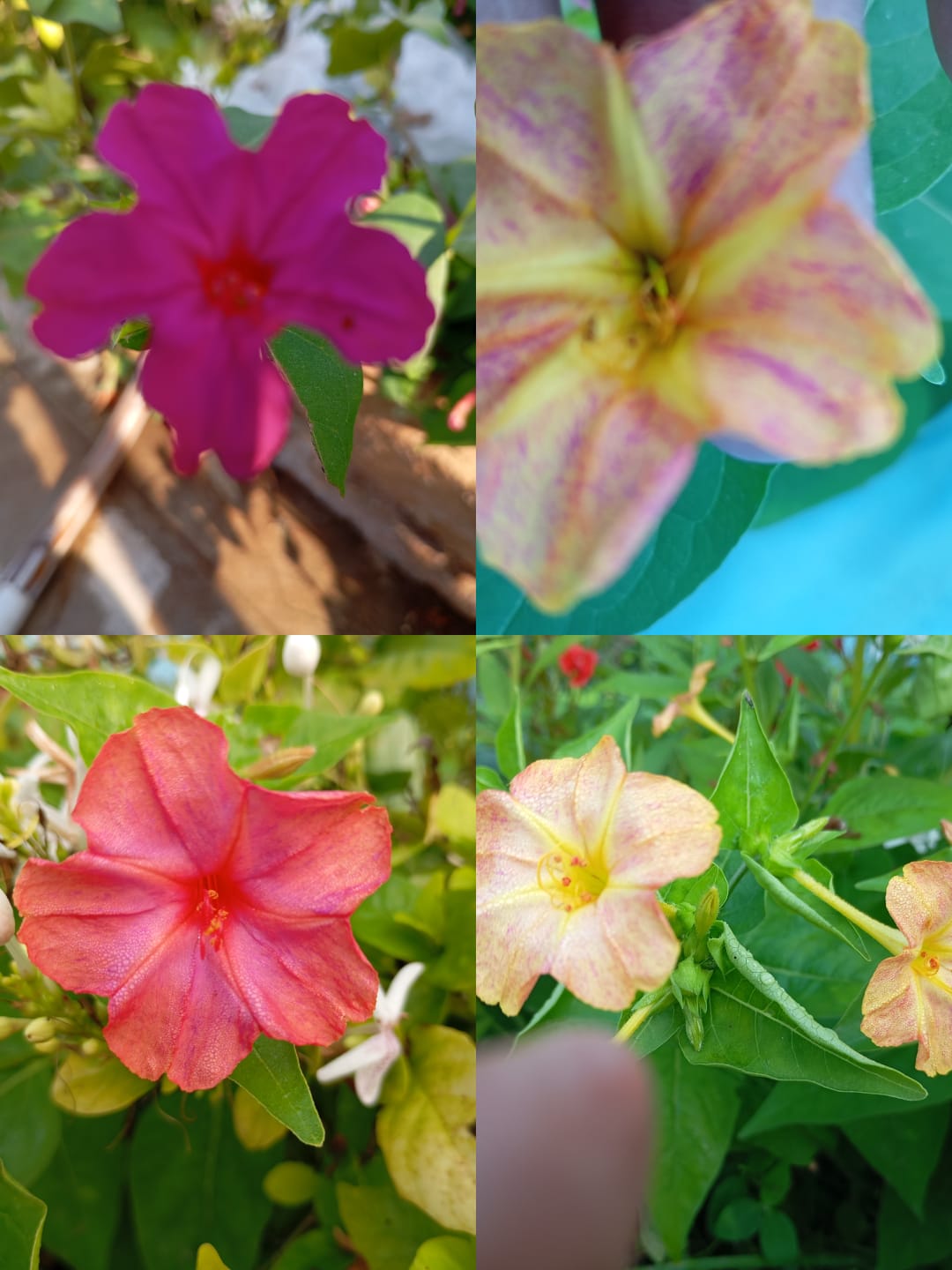 4 O'Clock Mix – summer flower seeds for home garden in India