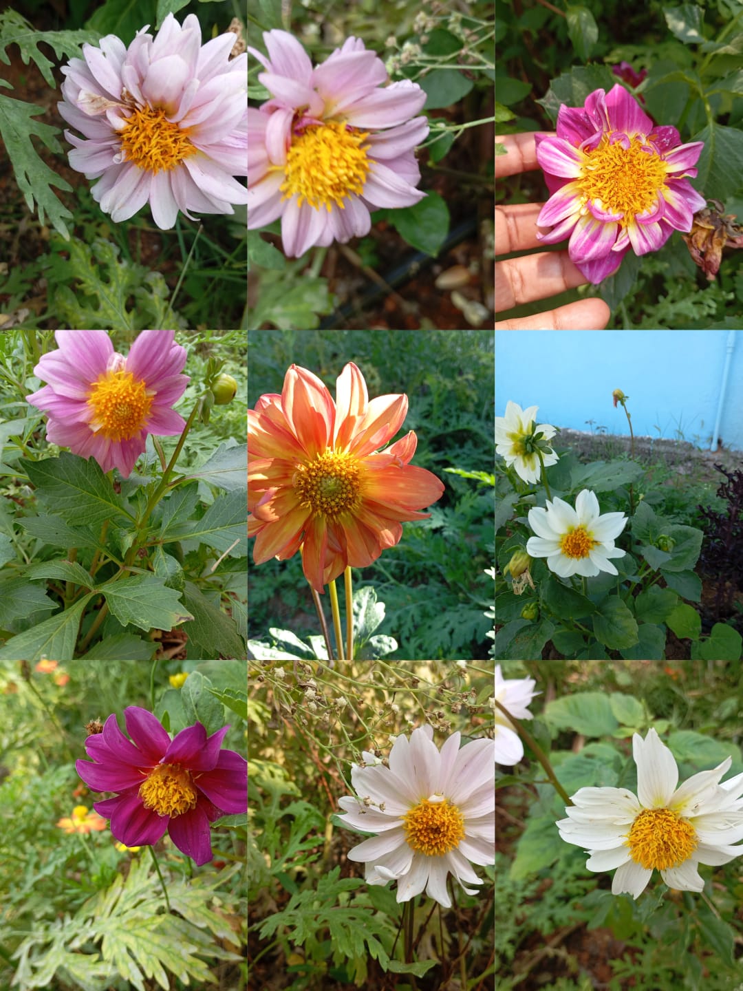 Dhaliya Mix – native vegetable seeds for Indian home garden