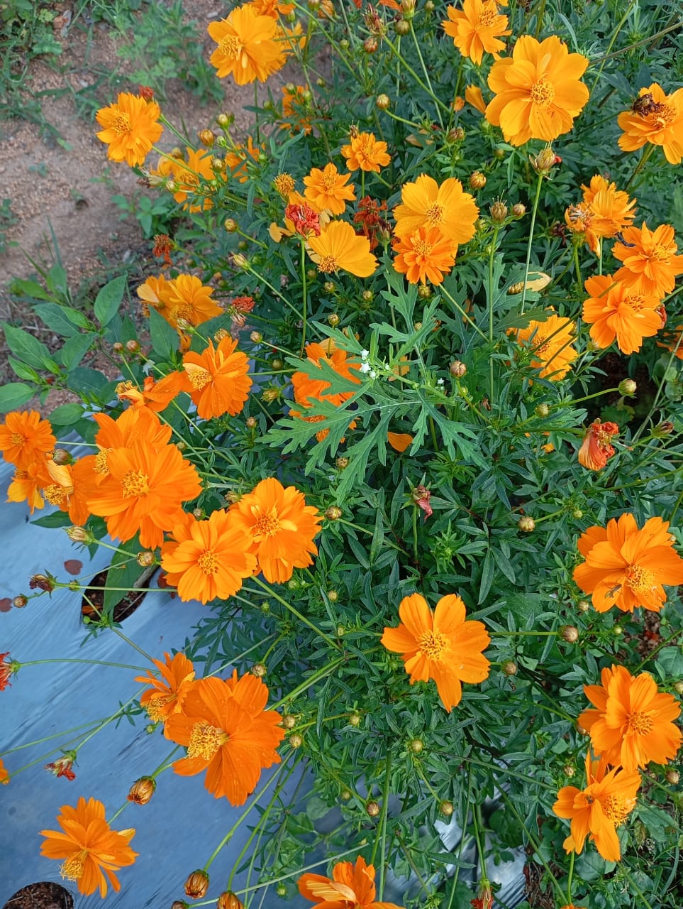Orange Multi Pettel