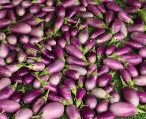 Pennada Brinjal – native vegetable seeds for Indian home garden