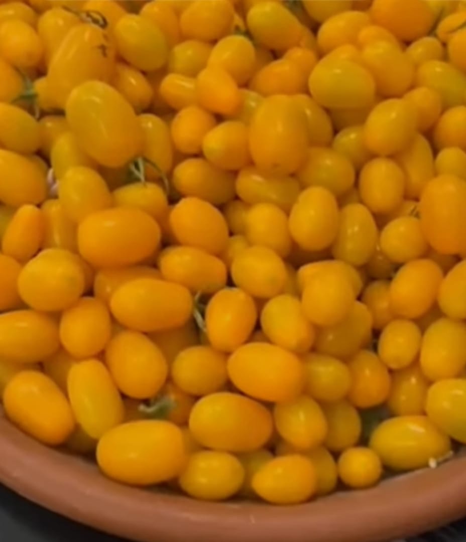 Yellow Grape Tomatoes – exotic vegetable seeds for home garden in India