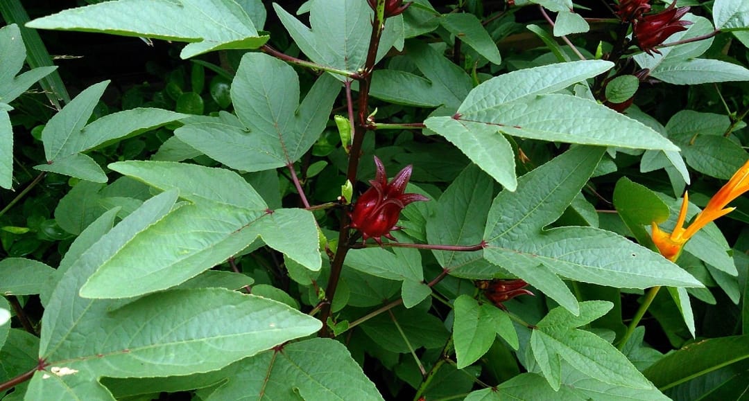 Sore Leave – native vegetable seeds for Indian home garden