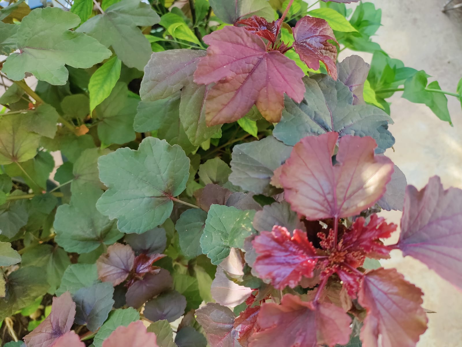 Red Sour Leafy Vegetable – leafy vegetable seeds for home garden in India