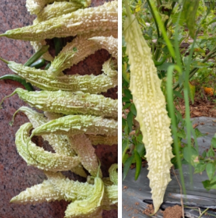 White Bitter Gourd – native vegetable seeds for Indian home garden