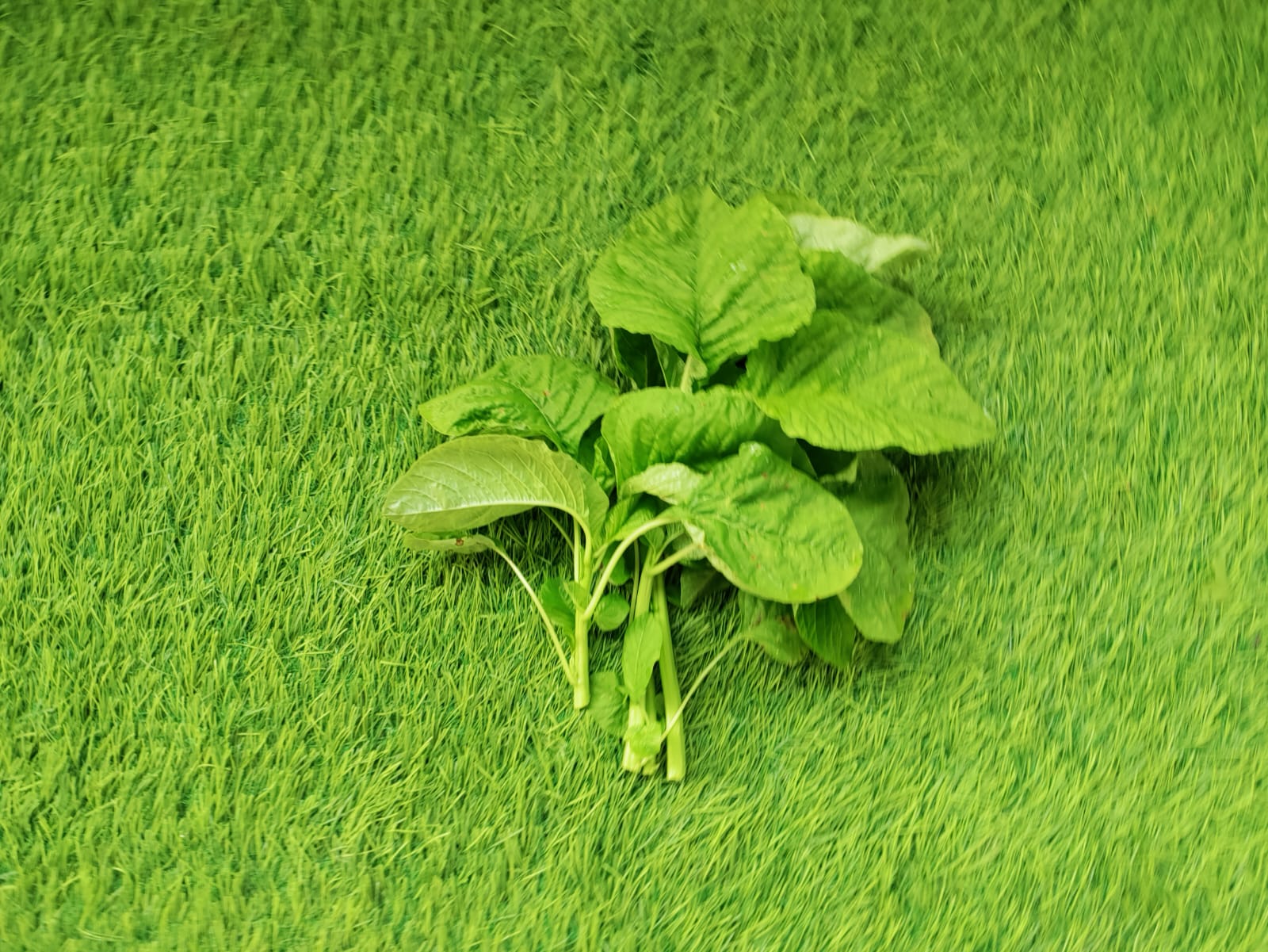 Green Amaranths – leafy vegetable seeds for home garden in India