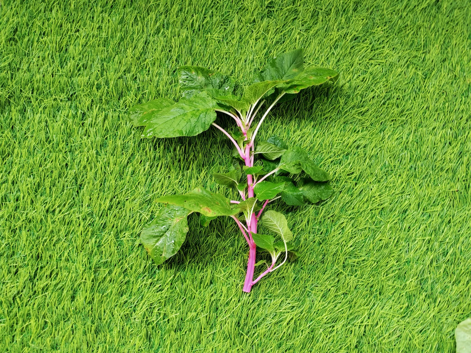 Pink Amaranths – leafy vegetable seeds for home garden in India