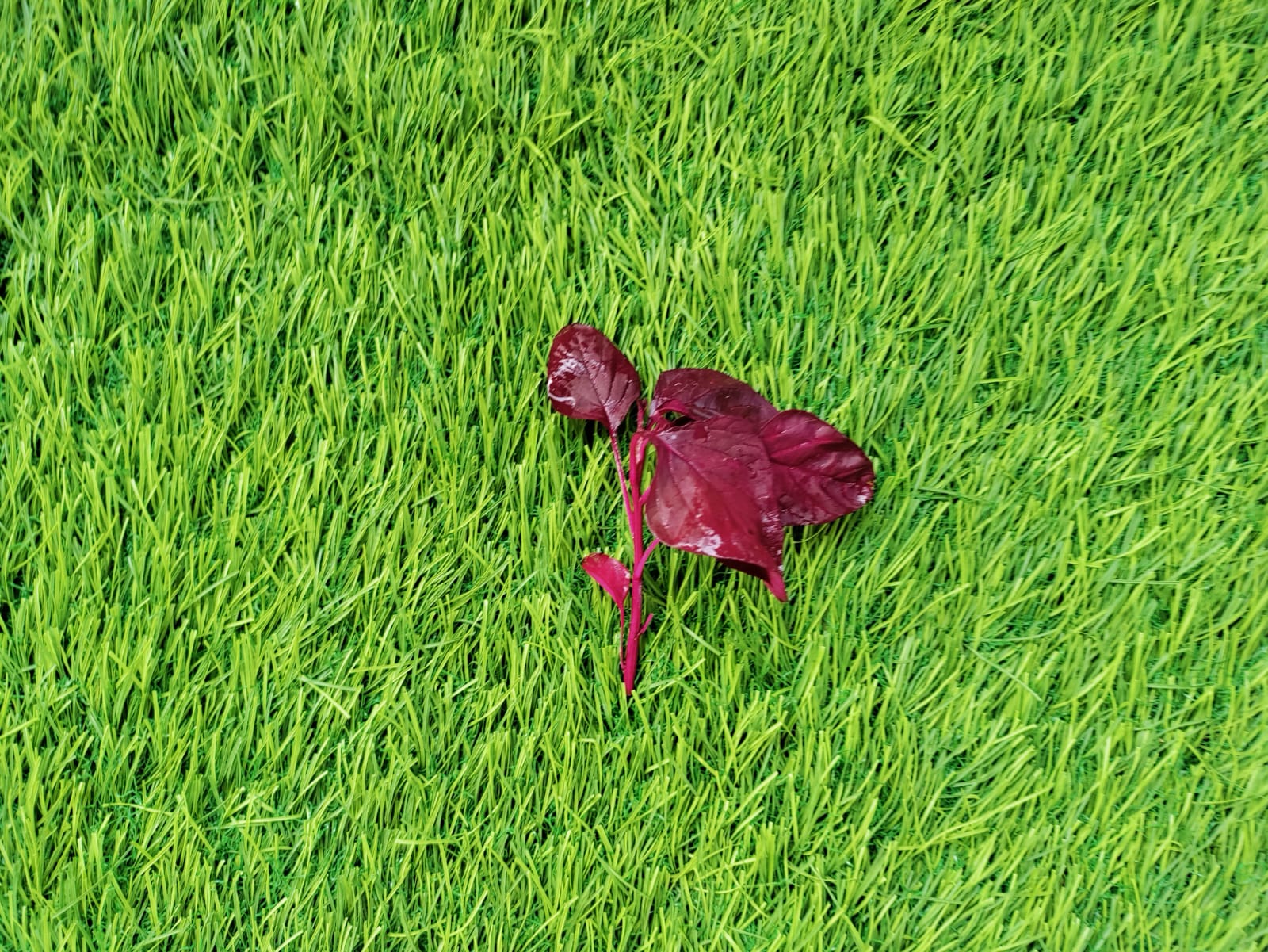 Red Amaranths – leafy vegetable seeds for home garden in India